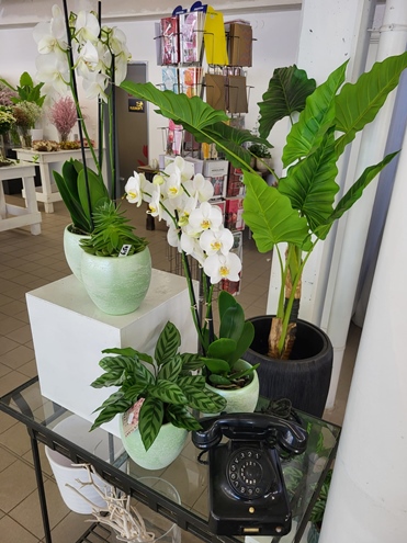 Sommer Blumen Hannover